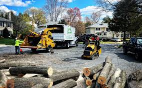 Best Emergency Tree Removal  in Pine Island, MN